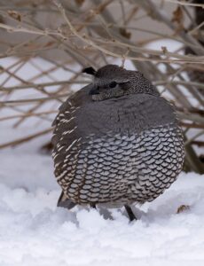 quail borbs image in the wild