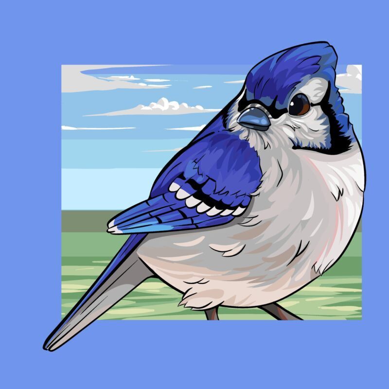 Blue Jay, Borbs